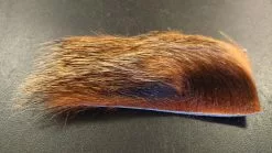 Badger / Grevling Mini