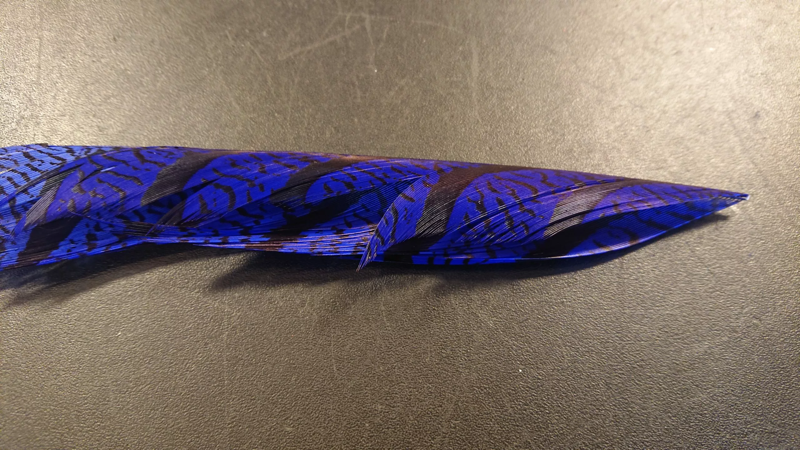 Lady Amherst Tail Feather 1 Lady Amherst Tail Feather