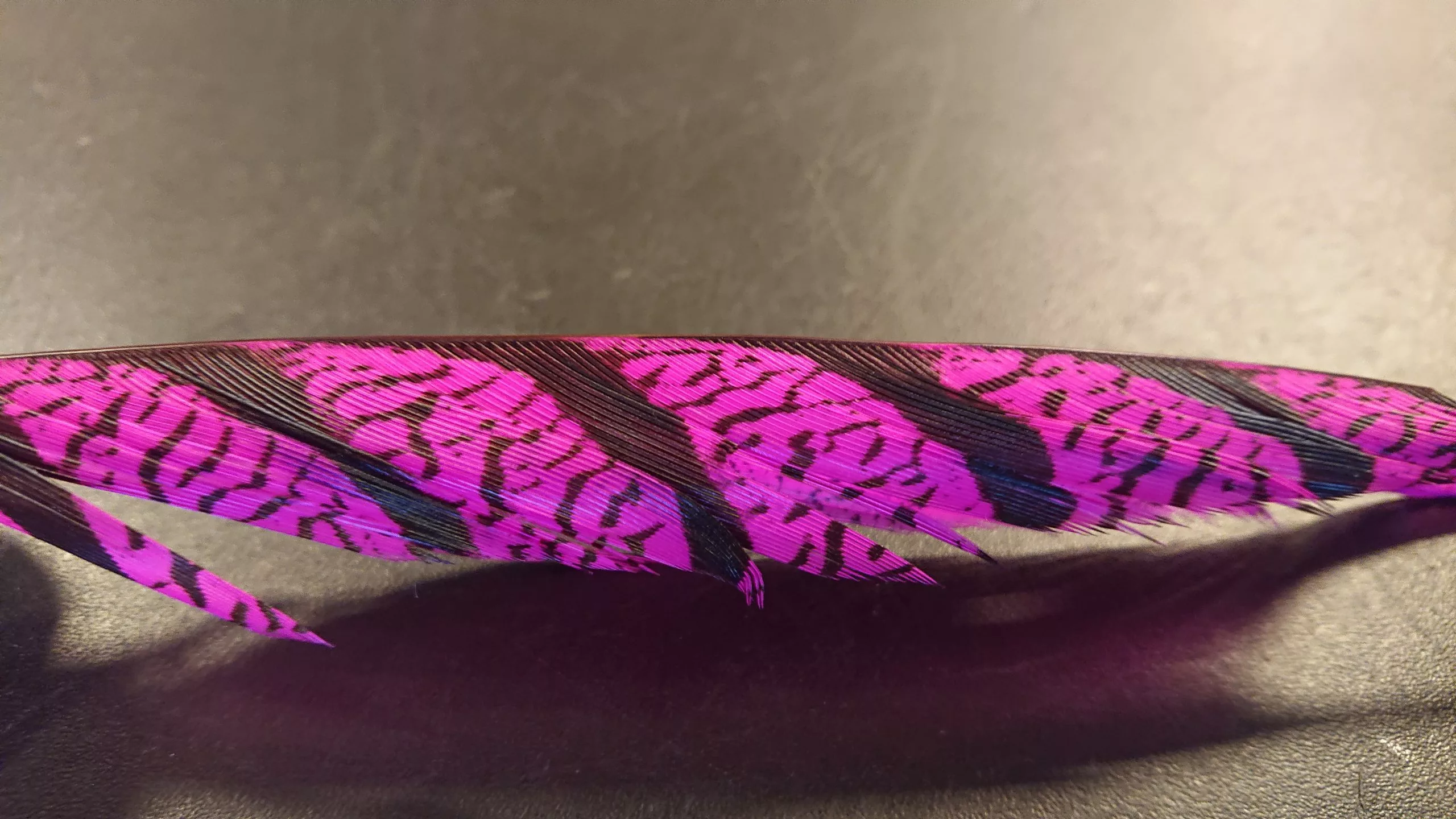 Lady Amherst Tail Feather 2 Lady Amherst Tail Feather - Bilde 2