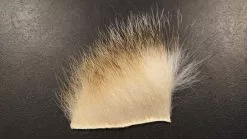 Canadian Badger – Natural