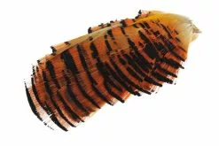 Golden Phesant Tippet